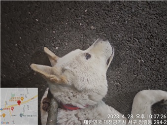 대전동물보호센터_430365202300168